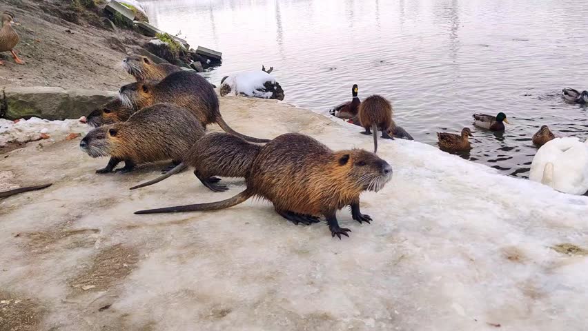 A view of river otters waiting for food, ducks and pigeons feeding on the banks of the Morava River