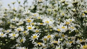 White daisy flower. Royalty high-quality free stock video footage of white daisy flower or Cuc Hoa Mi. Beautiful white daisy flowers with vintage style background, copy space for text and design 