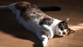 slow motion video cat waking up stretching the body