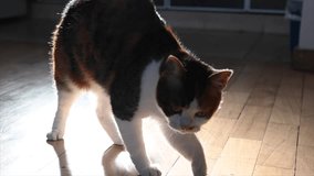 slow motion video cat waking up stretching the body