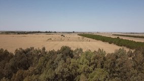 drone video of agricultural field plantation in cordoba argentina
