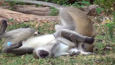 Vervet monkeys (Chlorocebus)