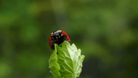 Slow motion video of ladybugs grooming.
