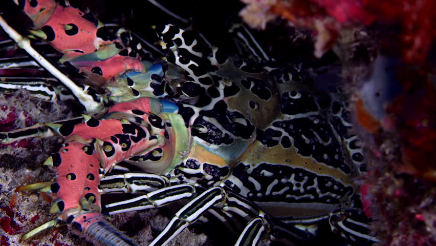 Painted spiny lobster, Panulirus versicolor, WAKATOBI, Indonesia, slow motion
