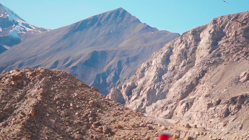 Himalayan vulture flying against the clear blue sky at Spiti Valley in Himachal Pradesh, India. Wildlife of the cold desert in the Himalayas in India. Himalayan Vulture looking for food in the sky.