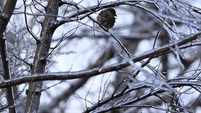 Bullfinch sitting on a branch in winter. 4k 120 fps slow motion raw video
