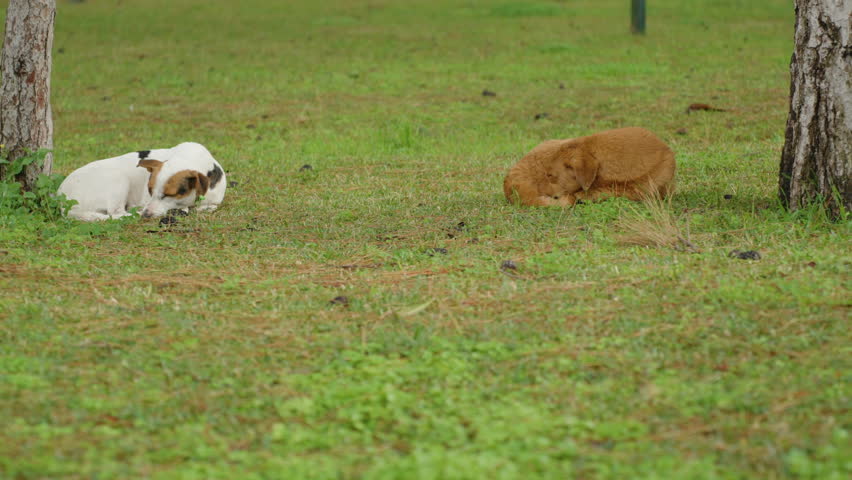 Two dogs lie by the trees on the green lawn after the rain, curled up to keep warm. One is white, and the other is brown they are sleeping.
