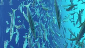 Vertical footage, Close-up of large group of Barracudas floating in blue lagoon, slow motion. School of Yellow-tailed Barracuda (Sphyraena flavicauda)