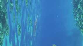 Vertical footage, Curious Sea Needle or Garfish swim in blue water cautiously approaching close to camera and looks into lens, Slow motion, Close-up