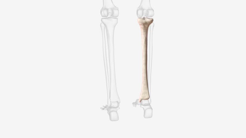 The tibia is second longest bone in your body . Royalty-Free Stock Footage #3423666073
