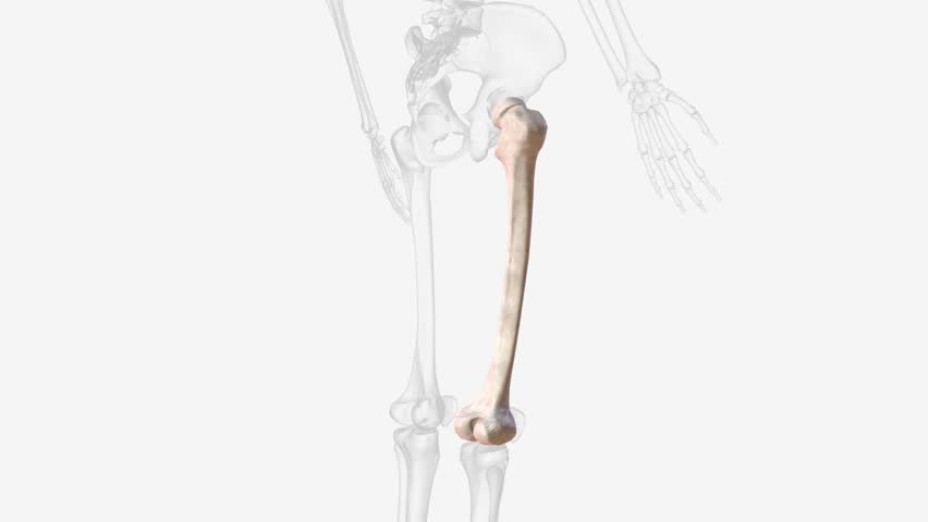 The femur or thigh bone is the only bone in the thigh . Royalty-Free Stock Footage #3423666401