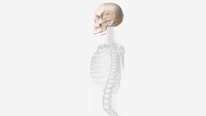 The bones of the skull are 22 bones, organized into a cranial skeleton (8 bones) that surrounds the brain and a facial skeleton (14 bones ) Royalty-Free Stock Footage #3423667207