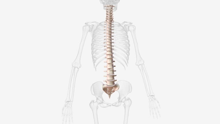 The vertebral column is a series of approximately 33 bones called vertebrae, which are separated by intervertebral discs . Royalty-Free Stock Footage #3423668483