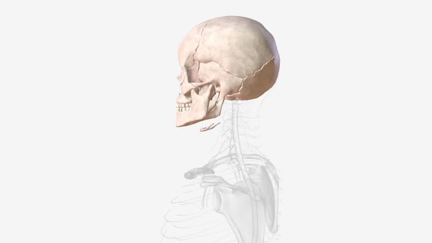 The bones of the skull are 22 bones, organized into a cranial skeleton (8 bones) that surrounds the brain and a facial skeleton (14 bones ) Royalty-Free Stock Footage #3423669775