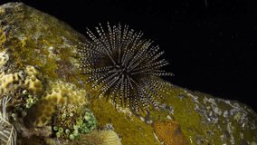 Sea urchin. Night sea life of Tulamben, Bali, Indonesia.