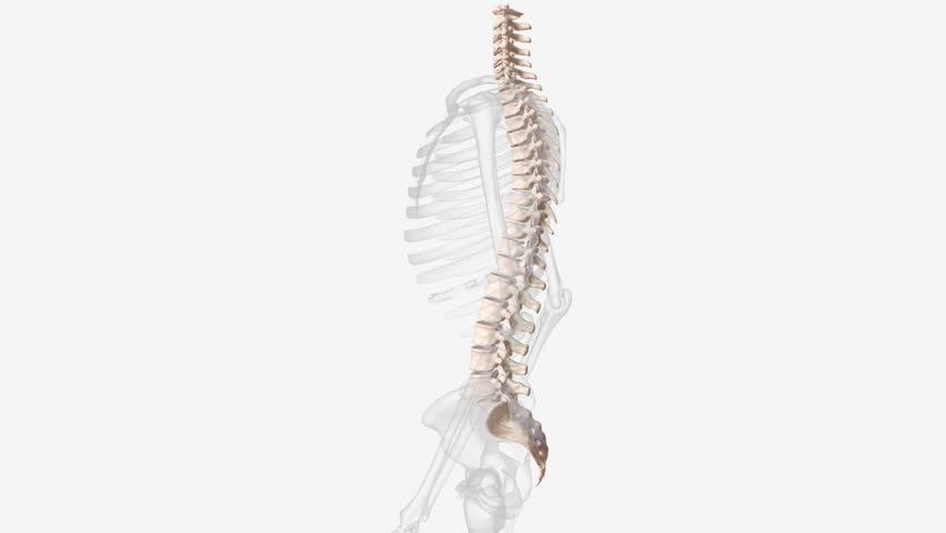 The vertebral column surrounds the spinal cord which travels within the spinal canal, formed from a central hole within each vertebra Royalty-Free Stock Footage #3423671589