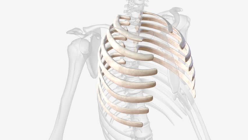 The true ribs include rib pairs 1-7, with each rib articulating posteriorly to the thoracic vertebrae and anteriorly to the sternum via costal cartilages Royalty-Free Stock Footage #3423671999