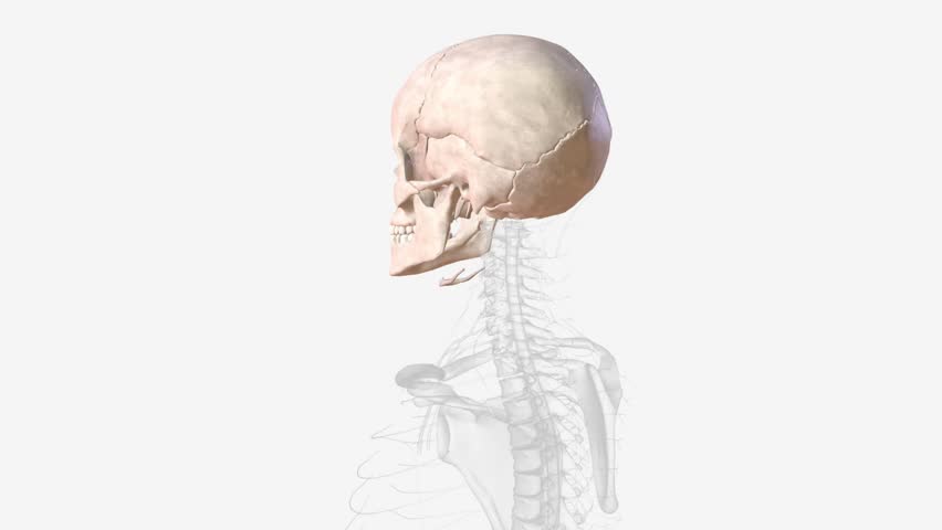 The bones of the skull are 22 bones, organized into a cranial skeleton (8 bones) that surrounds the brain and a facial skeleton (14 bones ) Royalty-Free Stock Footage #3423672539