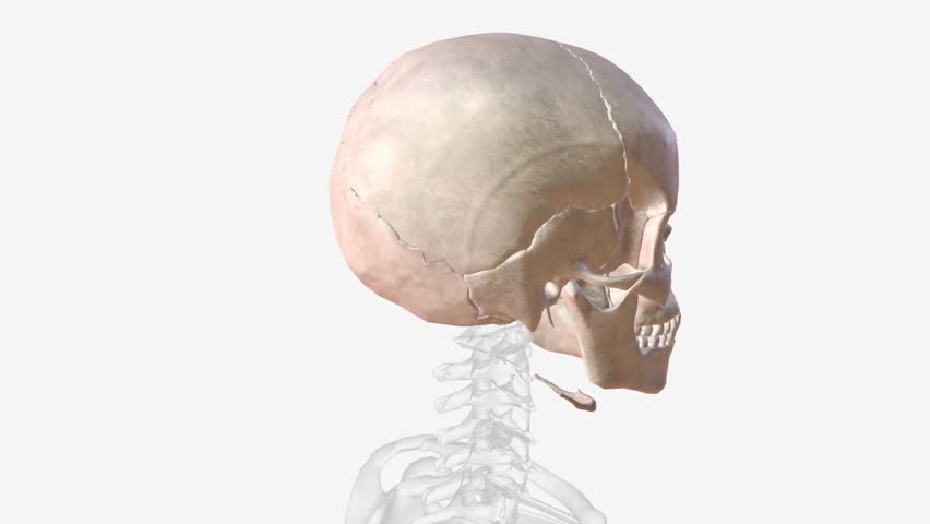 The bones of the skull are 22 bones, organized into a cranial skeleton (8 bones) that surrounds the brain and a facial skeleton (14 bones ) Royalty-Free Stock Footage #3423673851
