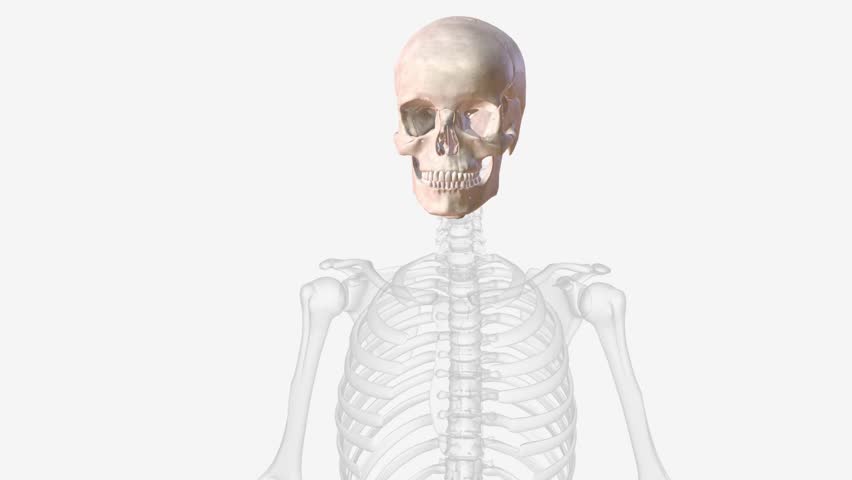 The bones of the skull are 22 bones, organized into a cranial skeleton (8 bones) that surrounds the brain and a facial skeleton (14 bones ) Royalty-Free Stock Footage #3423677157
