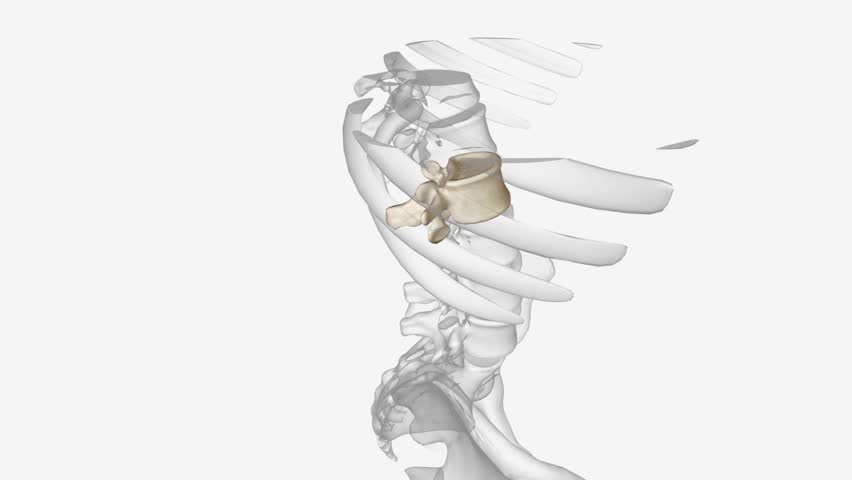 The L2 vertebra is the second uppermost of the five (5) lumbar vertebrae toward the lower end of the spinal column, within the lower back. Royalty-Free Stock Footage #3423677753