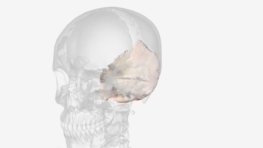 The occipital bone is the most posterior cranial bone and the main bone of the occiput . Royalty-Free Stock Footage #3423677917