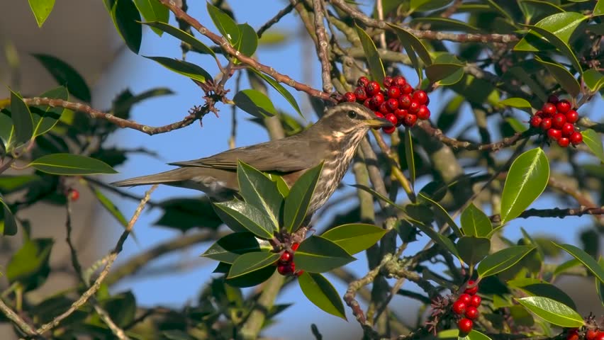 Redwing Feeding on Red Berries on English Holly