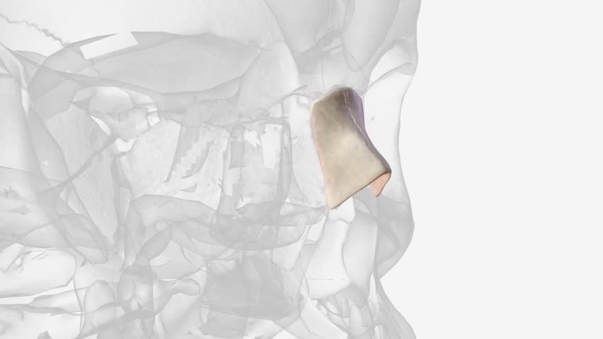 The nasal bones are two small, symmetrical oblong bones, each having two surfaces and four borders . Royalty-Free Stock Footage #3423683543