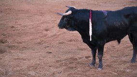 Brave bull l in the bullfight arena, Raging bull ready to ram. High quality FullHD footage