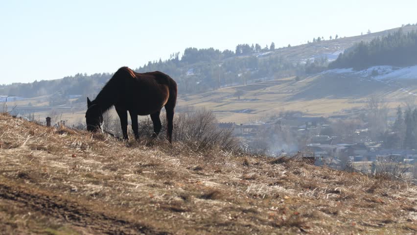 Winter in the mountains. Horse grazes grass on a green meadow