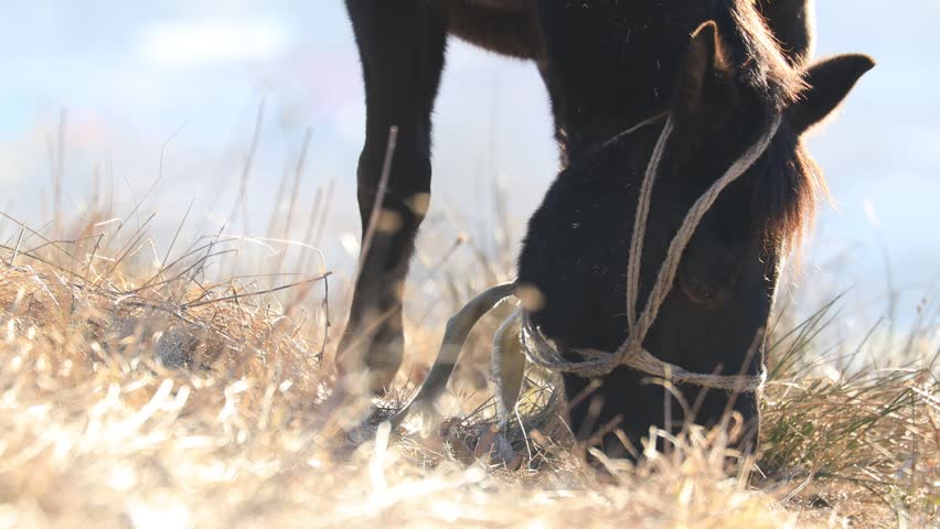 Winter in the mountains. Horse grazes grass on a green meadow