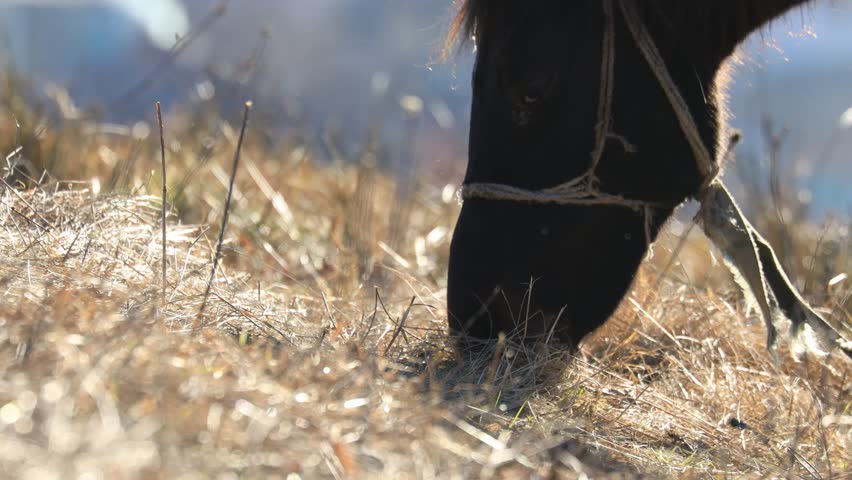 Winter in the mountains. Horse grazes grass on a green meadow