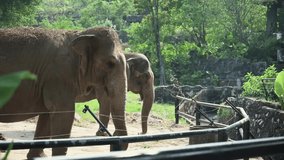 Asia elephants in a zoo of Thailand, open zoo, daylight footage elephants ,slow motion video ,50 fps.