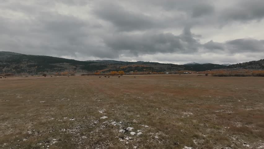 Fly Over Plains With Cow Grazing Near Autumn Forest Mountains During Cloudy Day. Aerial Drone Shot