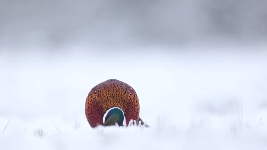Bird Common pheasant Phasianus colchius Ring-necked pheasant in natural habitat, blue background, snowy grassland Poland Europe winter time