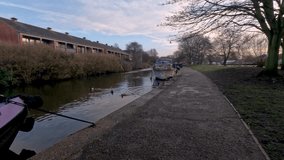 4k video of ducks on a canal in Nottingham, Nottinghamshire, UK