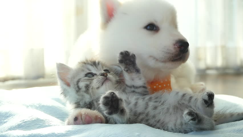 Cute tabby kitten and siberian husky playing on the bed slow motion Royalty-Free Stock Footage #34238968