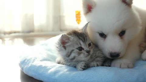 Cute tabby kitten and siberian husky playing on the bed slow motion