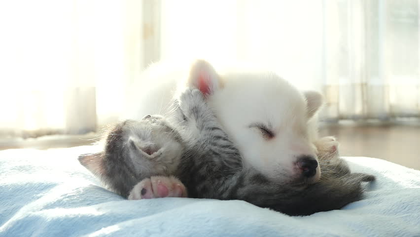 Cute tabby kitten and siberian husky playing on the bed slow motion Royalty-Free Stock Footage #34238977