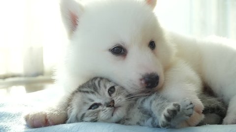 Cute tabby kitten and siberian husky playing on the bed slow motion