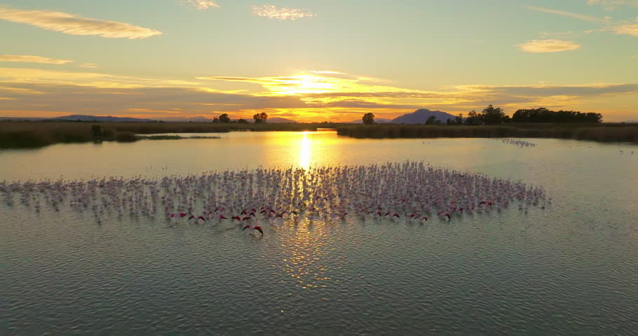 Amazing aerial view of a flock flamingos flying at sunset Royalty-Free Stock Footage #3423918455