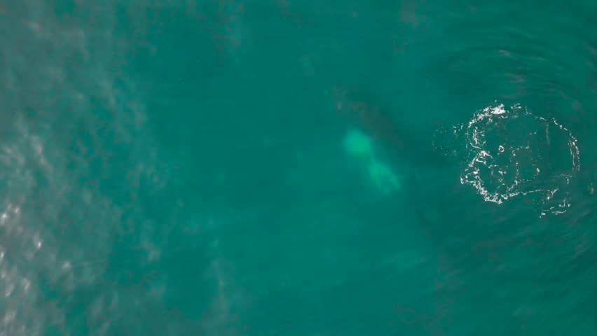 Newborn southern right whale calf gets swimming lessons from its mom, aerial Royalty-Free Stock Footage #3423929471