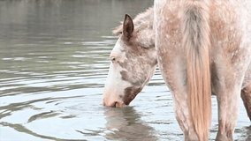 slow motion video of a white horse drinking water seen from behind