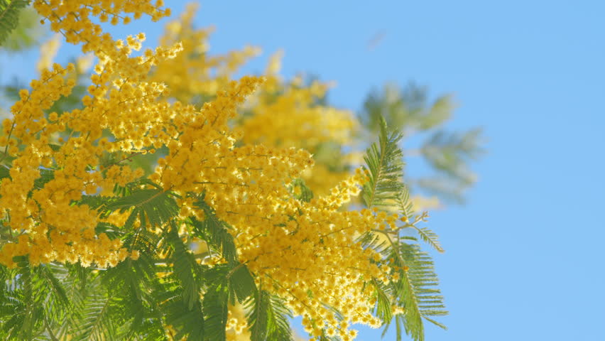Yellow Mimosa Flowers Or Acacia Dealbata Blooming On Spring Tree. Yellow Gold Flowering Mimosa Tree. Close up. Royalty-Free Stock Footage #3423999243