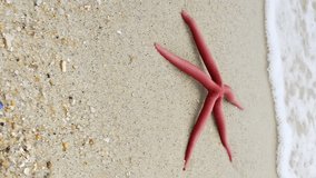 Red starfish lying on a sandy beach in waves. Vertical video