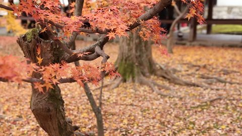 Autumn Maple coloful red leaf Japan fall travel season in Kyoto