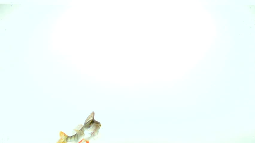 long zander on white background