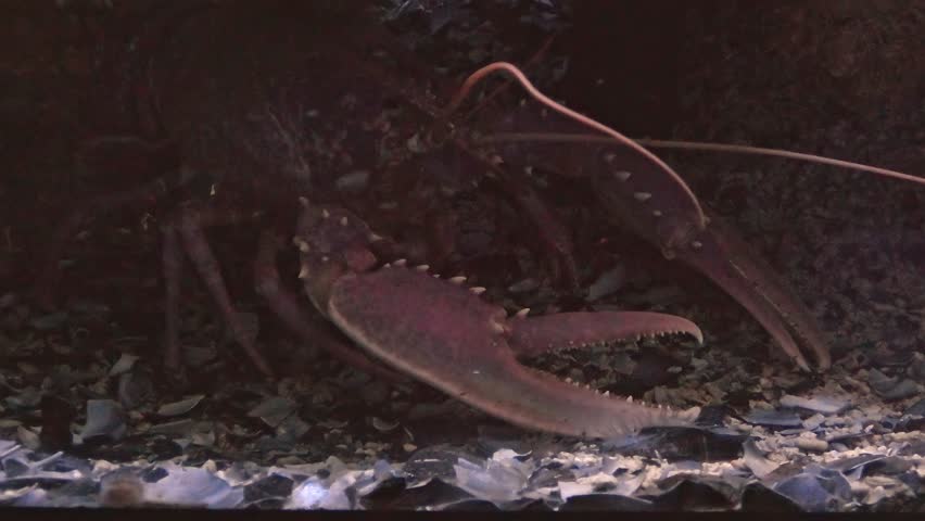 European lobster or Mediterranean clawed lobster with big claws in reef. Homarus gammarus species living in the eastern Atlantic Ocean, Mediterranean Sea and Black Sea.