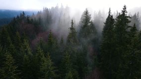 flying drone over the cloudy fog haze of the Black Forest in southern Germany. Black forest View from Mount Blauen to Belchen. - Powered by Shutterstock - Get 15% off with code: PIKWIZARD15