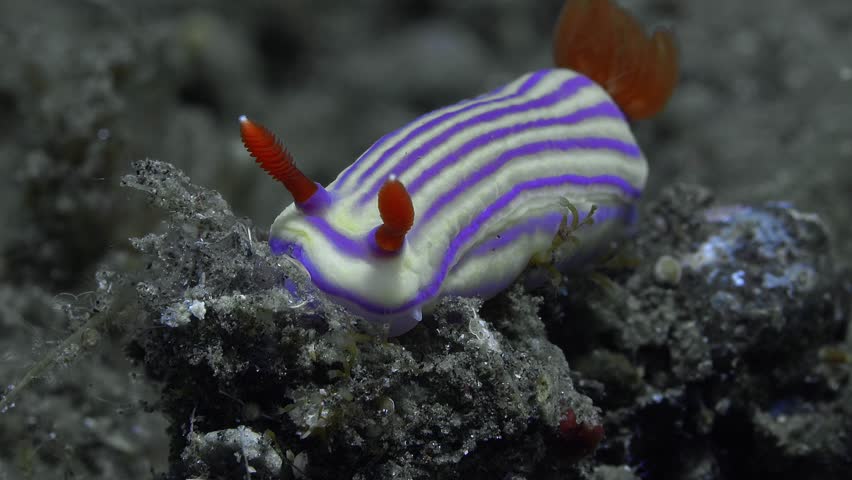 A close-up portrait of a nudibranch sitting on the bottom of the sea in a current that rocks its rhinophores.
White
